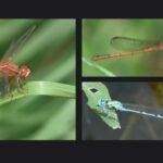 delhi-records-slight-dip-in-dragonfly,-damselfly-numbers;-two-new-sightings:-survey