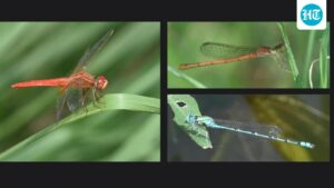 delhi-records-slight-dip-in-dragonfly,-damselfly-numbers;-two-new-sightings:-survey