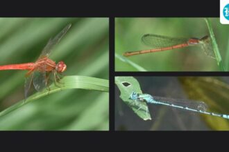 delhi-records-slight-dip-in-dragonfly,-damselfly-numbers;-two-new-sightings:-survey