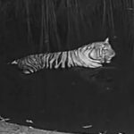 the-roar-is-back-in-bengal’s-buxa-after-8-years:-3-yr-old-tigress-from-bihar-released-into-reserve