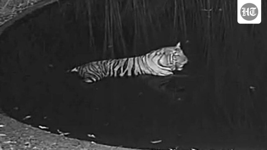 the-roar-is-back-in-bengal’s-buxa-after-8-years:-3-yr-old-tigress-from-bihar-released-into-reserve