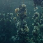 ‘concrete-turned-to-sand’-dives-into-oyster-farms,-with-otherworldly-imagery-from-the-‘backrooms’-dp-(exclusive-clip)