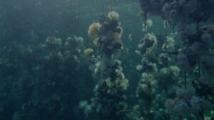 ‘concrete-turned-to-sand’-dives-into-oyster-farms,-with-otherworldly-imagery-from-the-‘backrooms’-dp-(exclusive-clip)