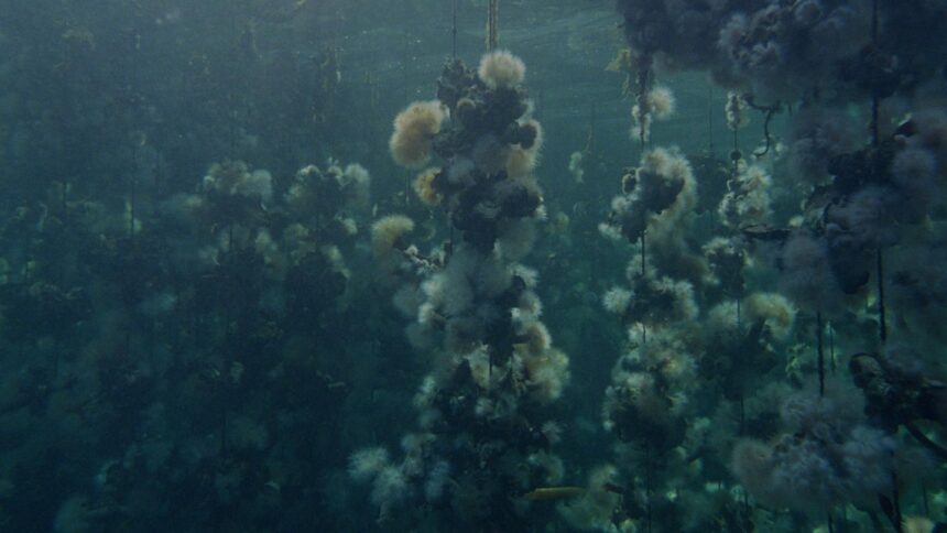 ‘concrete-turned-to-sand’-dives-into-oyster-farms,-with-otherworldly-imagery-from-the-‘backrooms’-dp-(exclusive-clip)