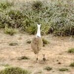 ten-captive-bred-great-indian-bustards-to-be-released-in-jaisalmer-on-oct-3-4