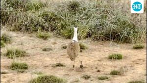 ten-captive-bred-great-indian-bustards-to-be-released-in-jaisalmer-on-oct-3-4