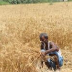 india’s-winter-crops-face-risks-as-el-nino-strengthens,-soil-moisture-stays-low