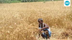 india’s-winter-crops-face-risks-as-el-nino-strengthens,-soil-moisture-stays-low
