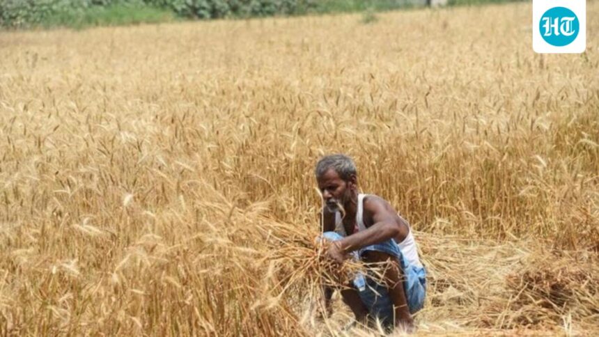 india’s-winter-crops-face-risks-as-el-nino-strengthens,-soil-moisture-stays-low