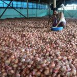nashik-onion-wholesale-prices-fall-to-₹46/kg-from-₹55,-retail-rates-stay-high