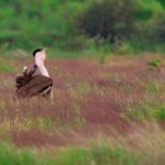 from-the-edge-of-extinction,-two-captive-bred-great-indian-bustards-released-into-wild-in-rajasthan