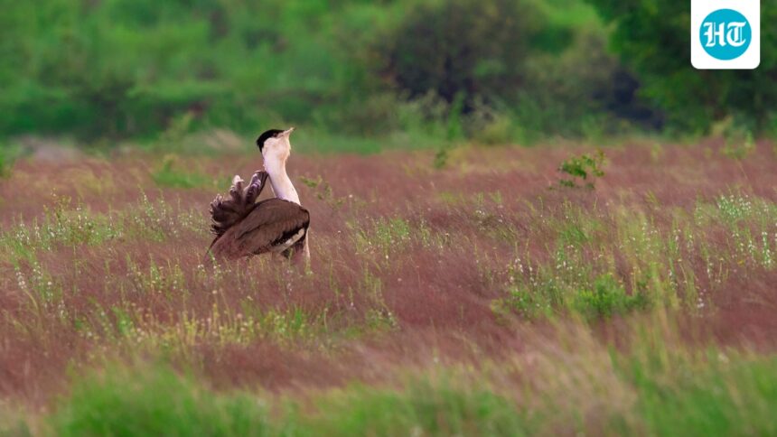 from-the-edge-of-extinction,-two-captive-bred-great-indian-bustards-released-into-wild-in-rajasthan