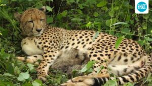 indian-born-cheetah-gives-birth-to-five-cubs-at-kuno-national-park-in-madhya-pradesh,-total-population-reaches-60