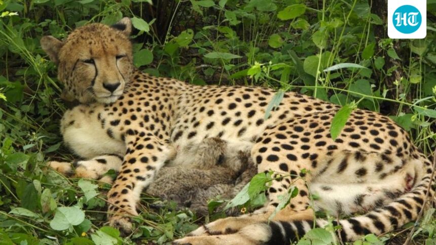indian-born-cheetah-gives-birth-to-five-cubs-at-kuno-national-park-in-madhya-pradesh,-total-population-reaches-60
