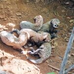 in-a-first,-cheetahs-to-roam-in-tiger-territory-at-veerangana-durgavati-tiger-reserve