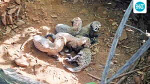 in-a-first,-cheetahs-to-roam-in-tiger-territory-at-veerangana-durgavati-tiger-reserve