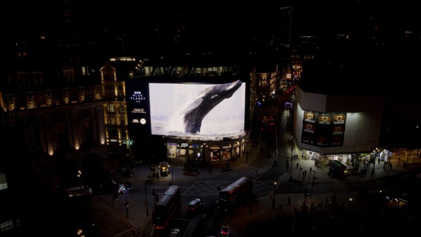 bbc-releases-‘blue-planet-iii’-trailer-at-london-premiere-with-blue-carpet,-splashy-piccadilly-lights-takeover