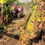wholesale-banana-prices-dip-in-drought-hit-jalgaon-amid-west-asia-export-disruption