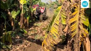 wholesale-banana-prices-dip-in-drought-hit-jalgaon-amid-west-asia-export-disruption