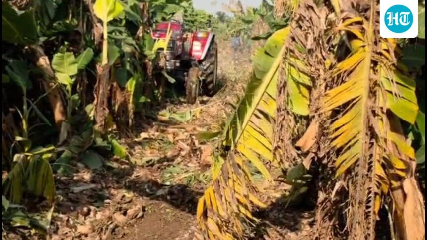 wholesale-banana-prices-dip-in-drought-hit-jalgaon-amid-west-asia-export-disruption