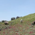 ‘concrete-land,’-a-debut-feature-doc,-tells-the-story-of-a-palestinian-bedouin-family-displaced-in-jordan