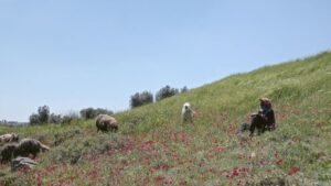 ‘concrete-land,’-a-debut-feature-doc,-tells-the-story-of-a-palestinian-bedouin-family-displaced-in-jordan