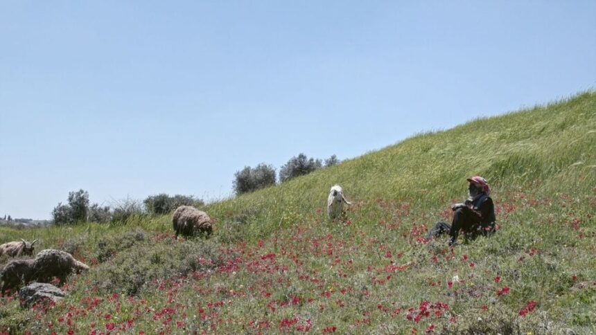 ‘concrete-land,’-a-debut-feature-doc,-tells-the-story-of-a-palestinian-bedouin-family-displaced-in-jordan