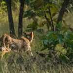 two-cheetahs-from-kuno-released-in-mp’s-veerangana-durgavati-tiger-reserve