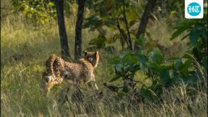 two-cheetahs-from-kuno-released-in-mp’s-veerangana-durgavati-tiger-reserve
