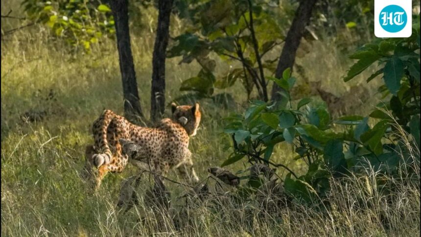 two-cheetahs-from-kuno-released-in-mp’s-veerangana-durgavati-tiger-reserve