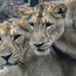 two-lionesses,-cub-fall-into-wells-in-separate-incidents-in-gujarat;-rescued
