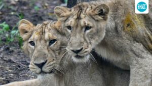 two-lionesses,-cub-fall-into-wells-in-separate-incidents-in-gujarat;-rescued