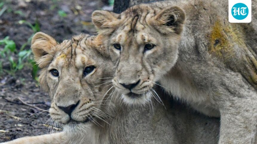 two-lionesses,-cub-fall-into-wells-in-separate-incidents-in-gujarat;-rescued