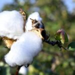 htbt-cotton-covers-up-to-30%-of-india’s-cotton-area-despite-no-approval:-study