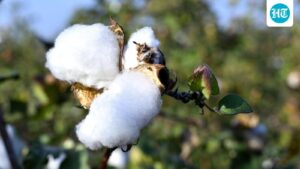 htbt-cotton-covers-up-to-30%-of-india’s-cotton-area-despite-no-approval:-study