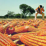 us-pitches-maize-for-india’s-e85,-saf-ethanol-push