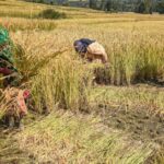 ht-interview:-india-must-look-beyond-farming-to-boost-rural-income,-says-ifad-chief-alvaro-lario